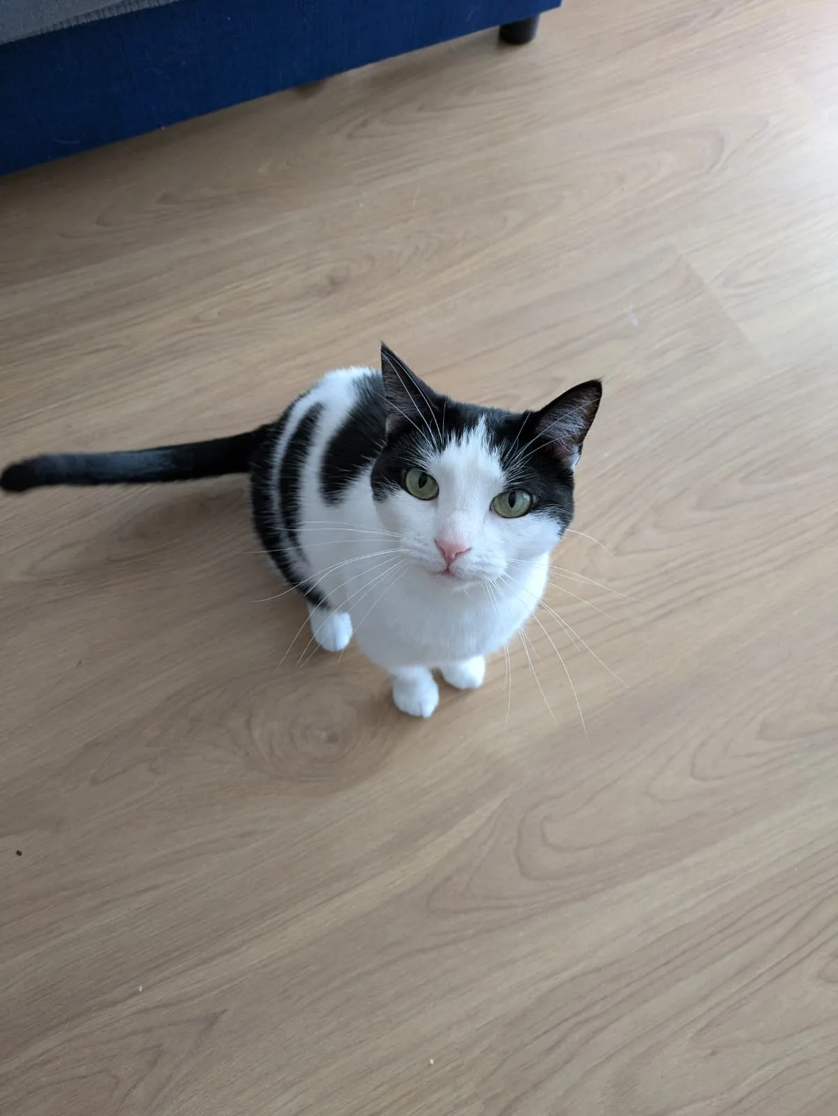 Rose, une chatte noire et blanche assise sur un parquet clair, qui regarde l'objectif.